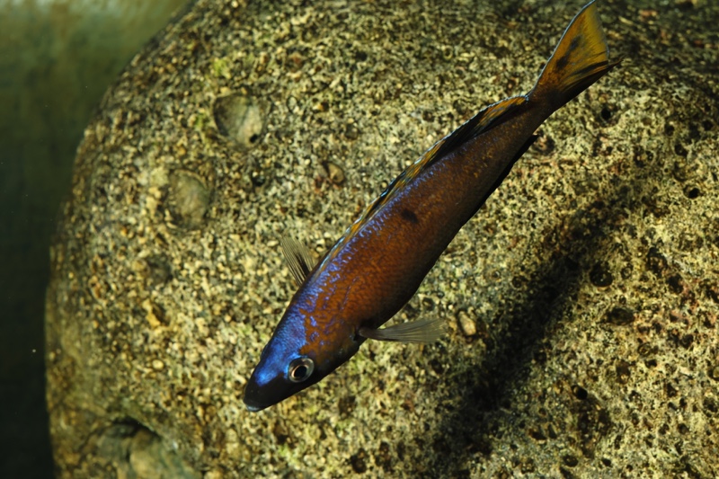 Cyprichromis microlepidotus 'Kiriza'